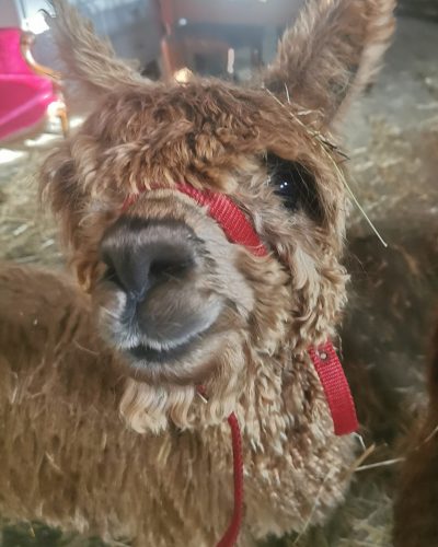 alpaca